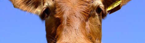cow